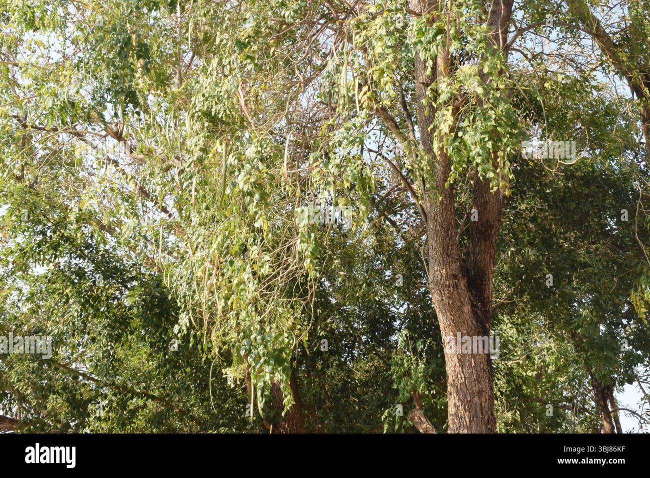 Pianto albero, King Rama 9 Health Park, Phrae, Thailandia Foto Stock