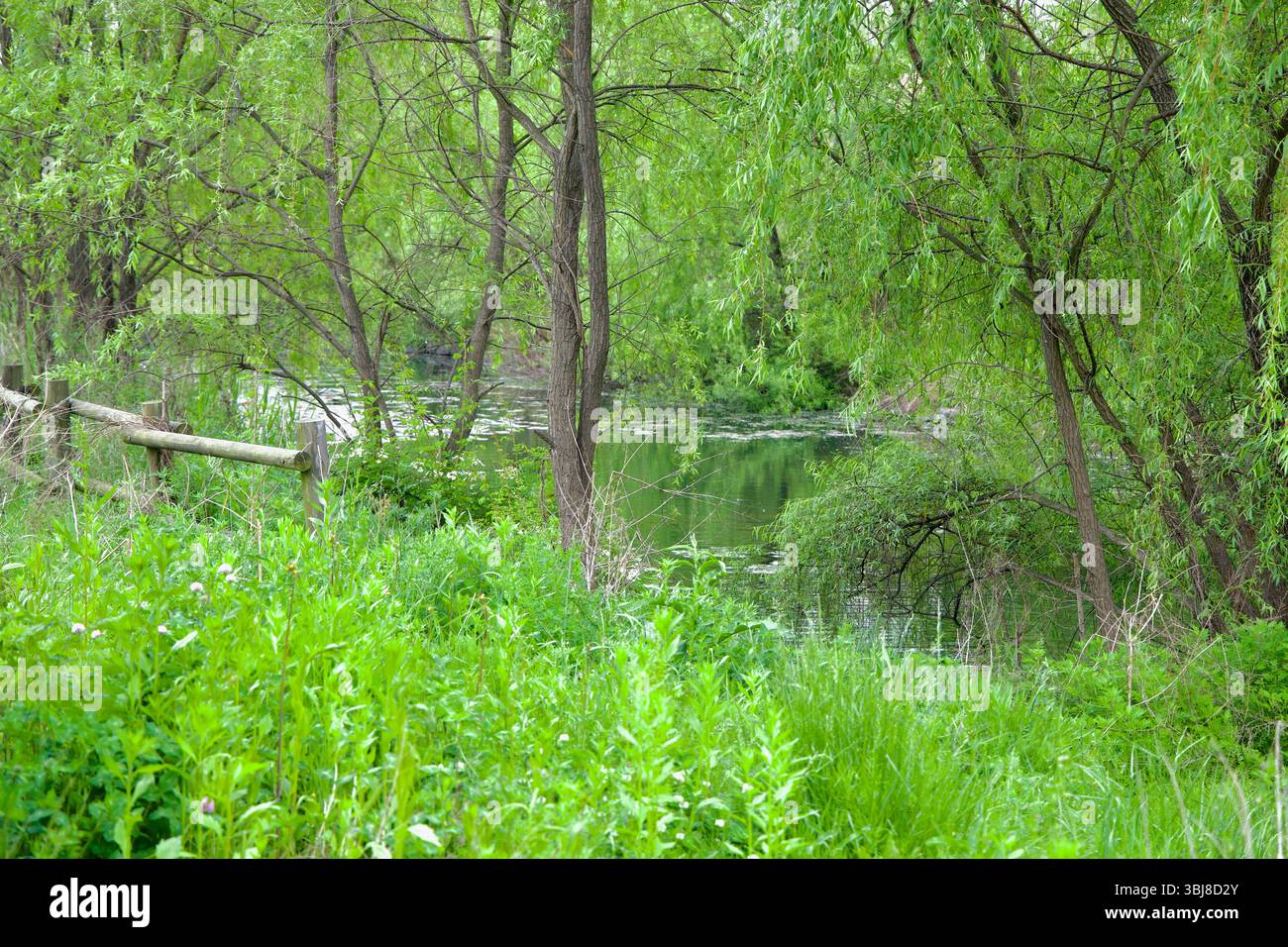 Incheon, Corea del Sud - 19 maggio 2025: Una piscina tranquilla e riflettente circondata da una fitta vegetazione paludosa e da salici sovrastanti fa parte del pr Foto Stock
