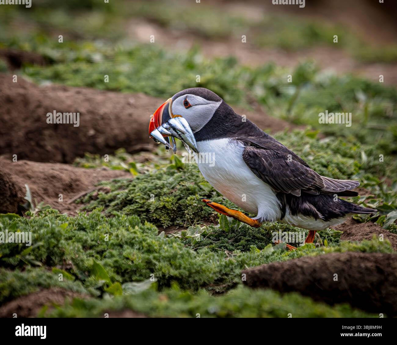 Puffin (Fratercula Arctica) che trasportano cicerelle per dare da mangiare al pulcino nella loro tana, Skomer Island, Pembrokeshire, Galles Foto Stock