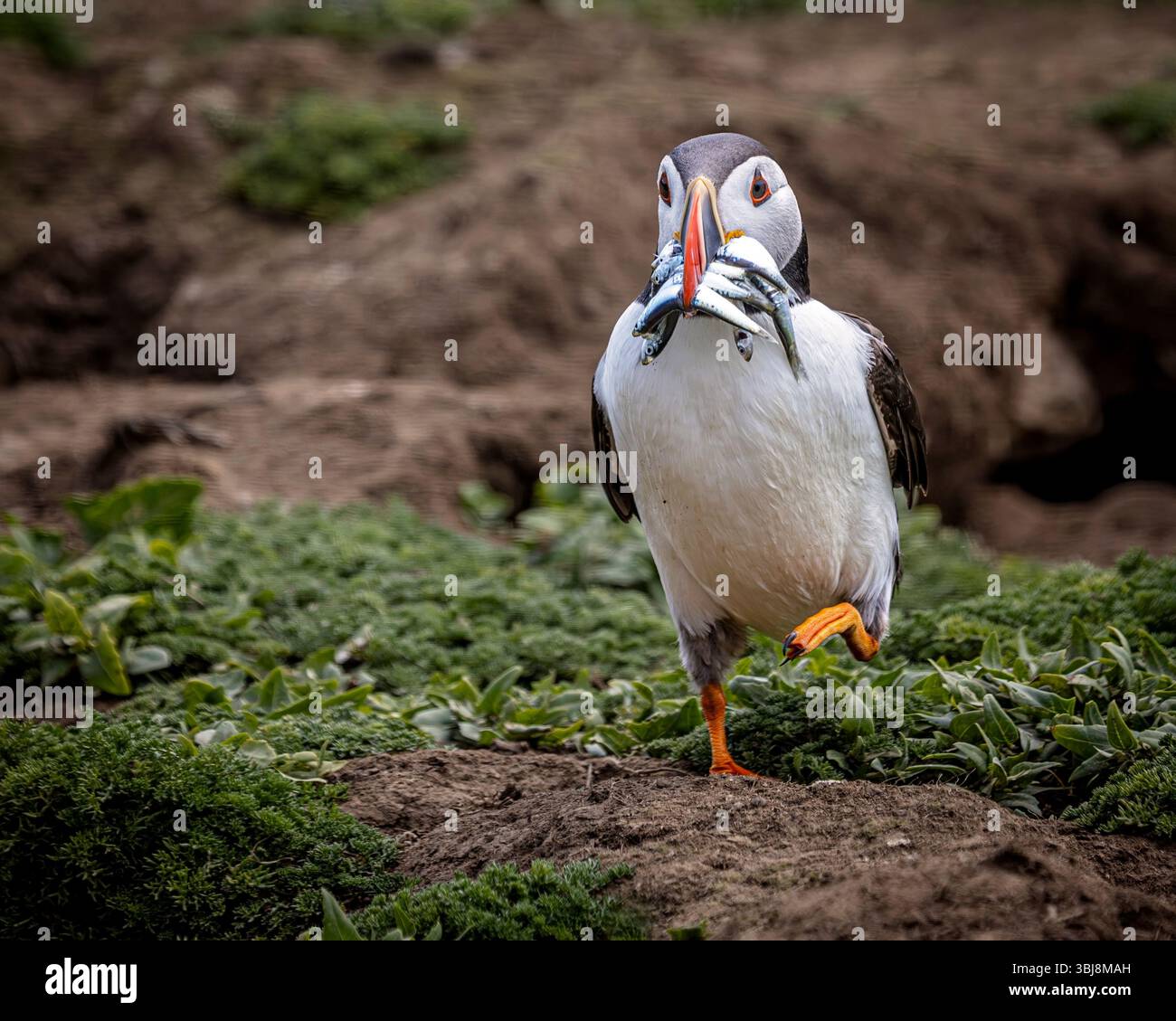 Puffin (Fratercula Arctica) che trasportano cicerelle per dare da mangiare al pulcino nella loro tana, Skomer Island, Pembrokeshire, Galles Foto Stock