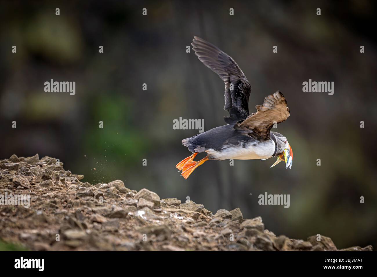 Puffin (Fratercula Arctica) in volo, Skomer Island, Pembrokeshire, Galles Foto Stock