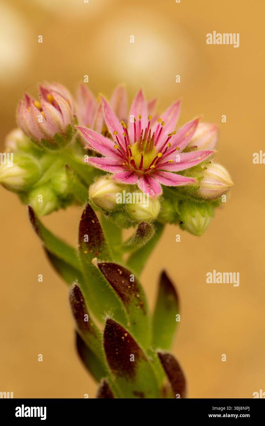 Ravvicinato naturale delle piante fiorite del glamour Sempervivum 'Compte de Congae', houseleek 'Compte de Congae'. colorazione, mistica, Foto Stock