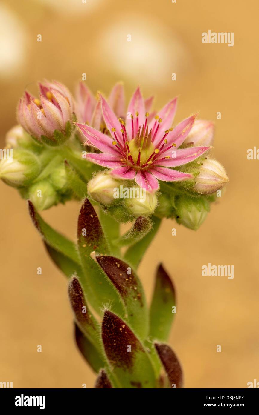 Ravvicinato naturale delle piante fiorite del glamour Sempervivum 'Compte de Congae', houseleek 'Compte de Congae'. colorazione, mistica, Foto Stock