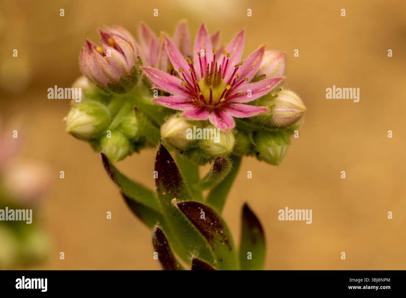 Ravvicinato naturale delle piante fiorite del glamour Sempervivum 'Compte de Congae', houseleek 'Compte de Congae'. colorazione, mistica, Foto Stock