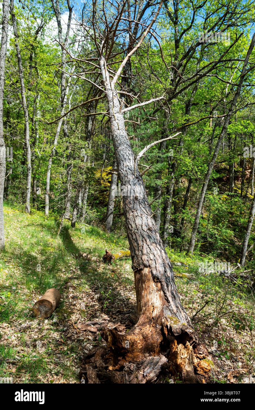 Un grande albero si appoggia ad angolo su un pendio erboso, circondato da un verde vivace fogliame in una fitta foresta. Auvergne, Rodano Alpes. Francia Foto Stock