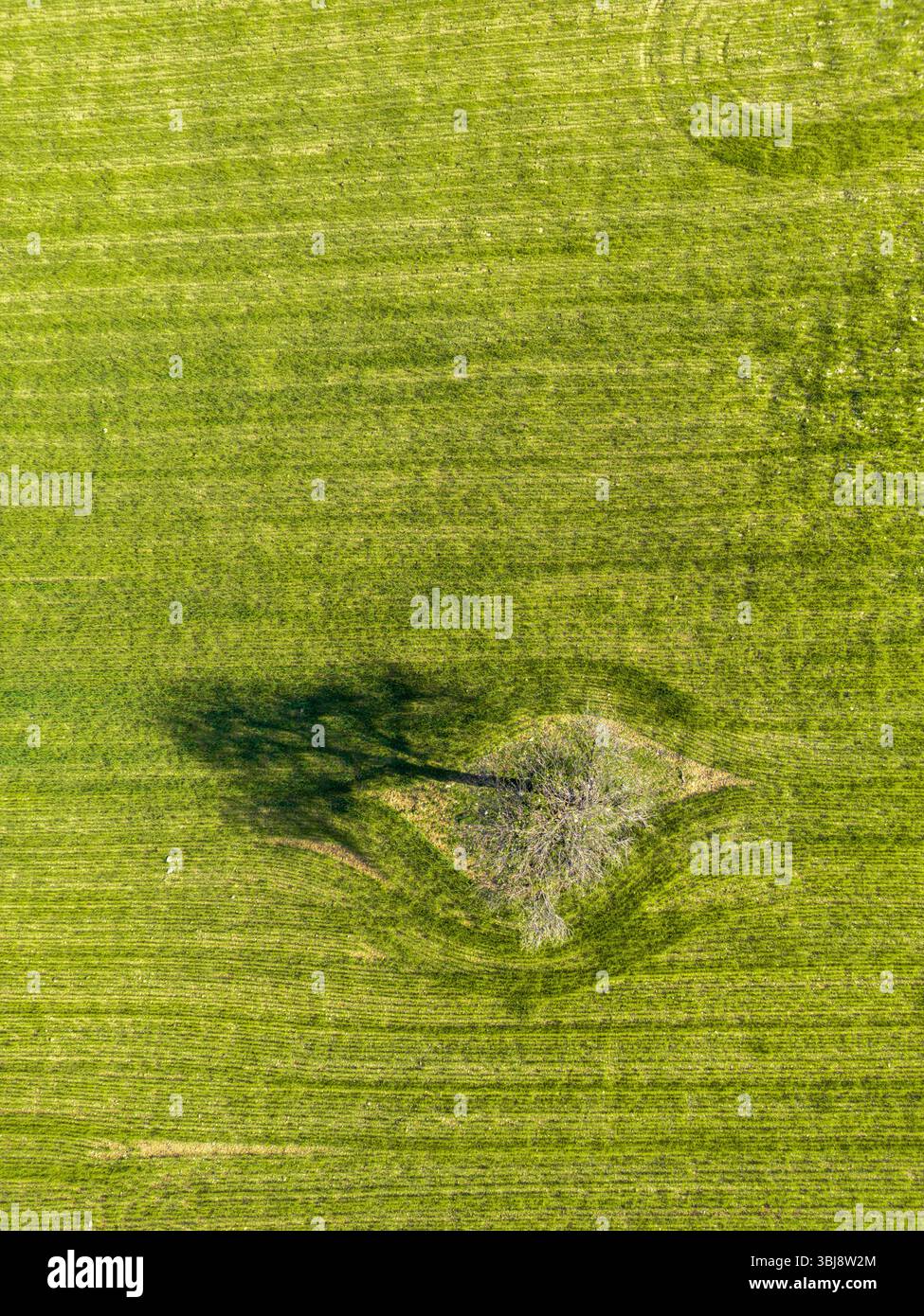 Vista aerea dall'alto verso il basso di un campo con un albero solitario Foto Stock