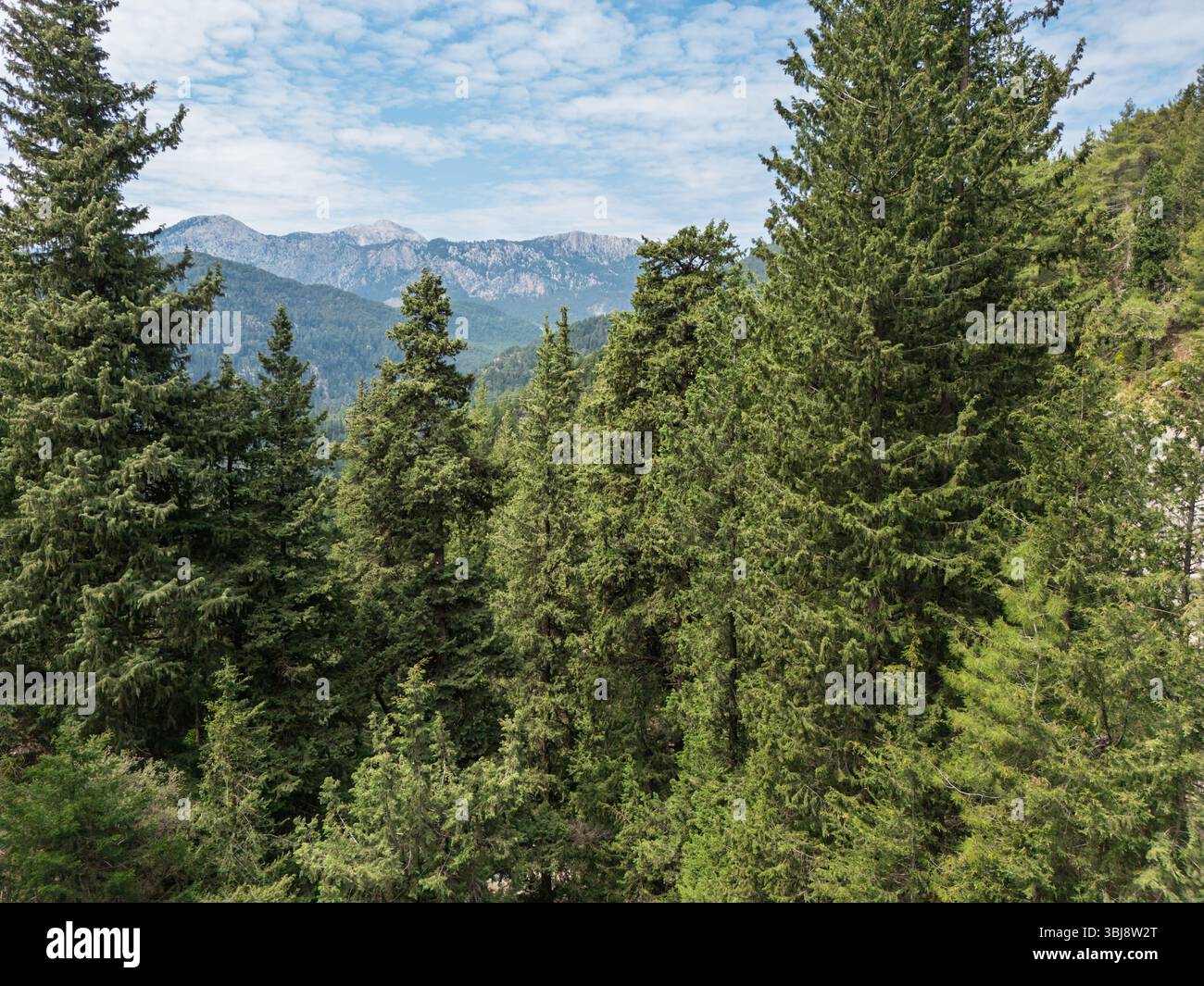 Il paesaggio della foresta di pini con montagne lontane sotto un cielo blu Foto Stock