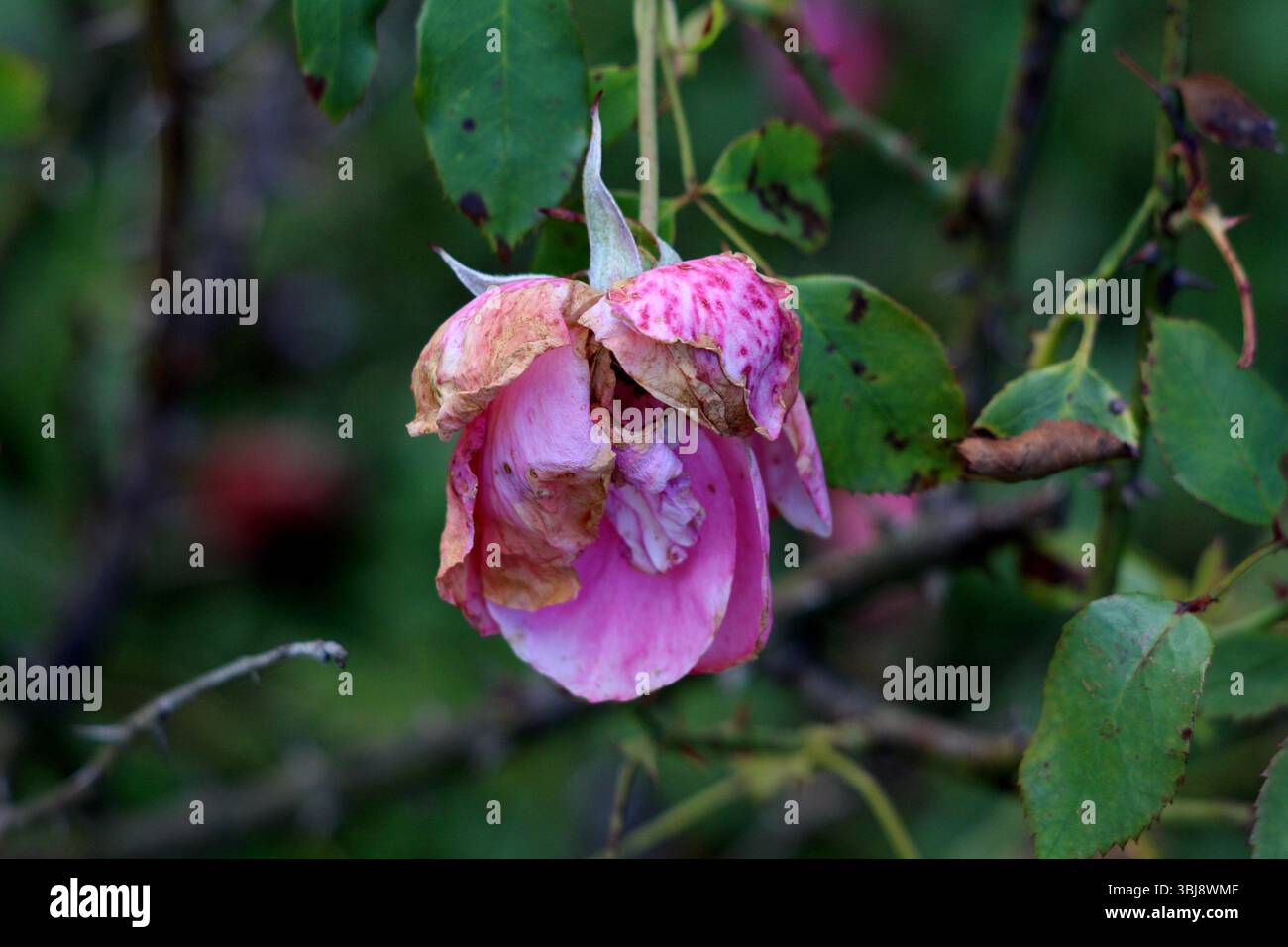 Rosa gallica, rosa francese o rosa dell'farmacia, mostra un fiore rosa selvatico con petali dal bordo marrone e foglie verdi maculate, appese a un spinoso Foto Stock