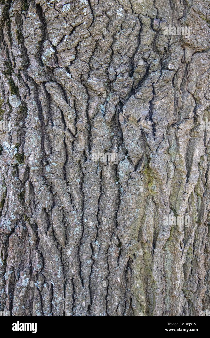Corteccia di una vecchia quercia. Consistenza della corteccia degli alberi Foto Stock