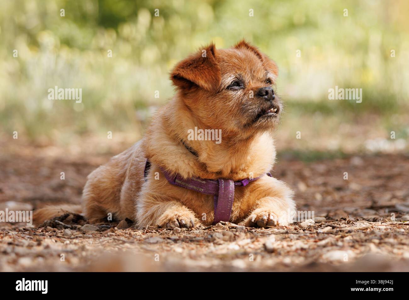 Cane che riposa all'ombra durante l'ondata di caldo durante la passeggiata quotidiana nella natura, Bocairent, Spagna Foto Stock