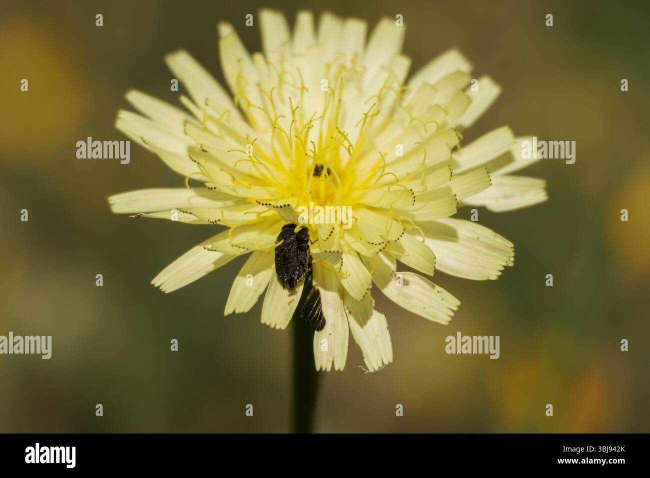 Sfondo del fiore Urospermum dalechampii con piccoli scarabei accoppiati, Bocairent, Spagna Foto Stock