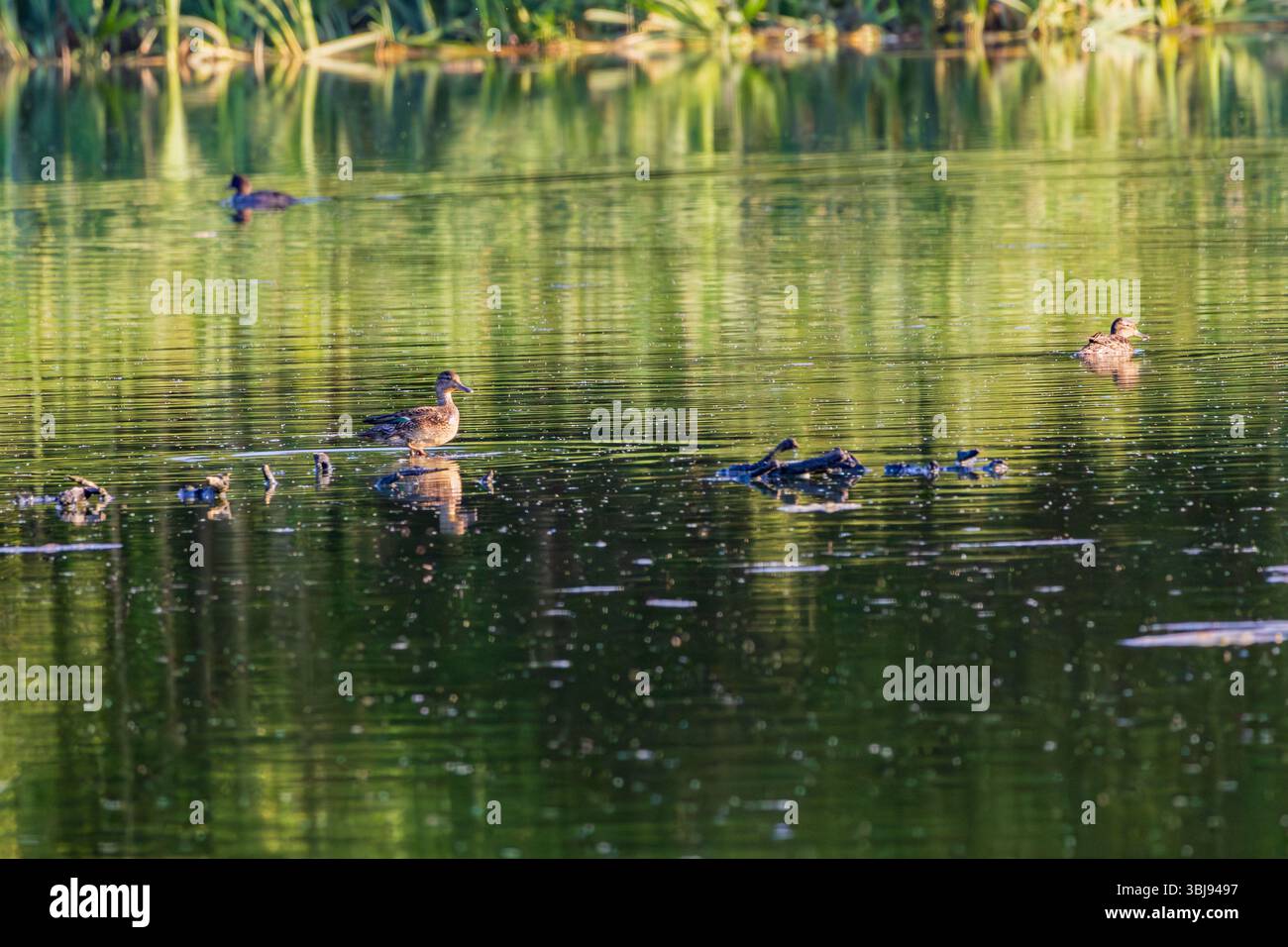 Mallard su un lago Still che si gode il sole della sera Foto Stock