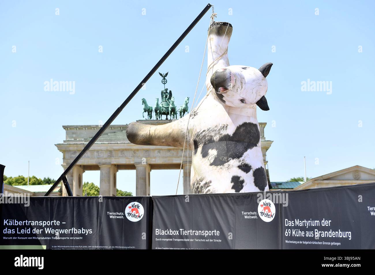 Berlino, Germania. 14 giugno 2025. Un modello sovradimensionato di mucca è appeso a una gru di fronte alla porta di Brandeburgo. La fondazione per il benessere degli animali "Vier Pfoten" (quattro zampe) fornisce informazioni sull'argomento della giornata internazionale contro il trasporto degli animali. L'organizzazione chiede un divieto nazionale del trasporto di animali vivi verso paesi terzi, una maggiore trasparenza e un miglior perseguimento delle violazioni del benessere degli animali. Crediti: Paul Zinken/dpa/Alamy Live News Foto Stock