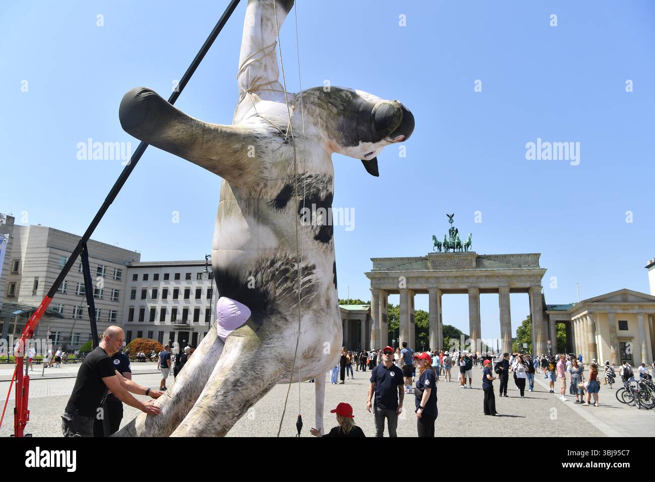 Berlino, Germania. 14 giugno 2025. Un modello sovradimensionato di mucca è appeso a una gru di fronte alla porta di Brandeburgo. La fondazione per il benessere degli animali "Vier Pfoten" (quattro zampe) fornisce informazioni sull'argomento della giornata internazionale contro il trasporto degli animali. L'organizzazione chiede un divieto nazionale del trasporto di animali vivi verso paesi terzi, una maggiore trasparenza e un miglior perseguimento delle violazioni del benessere degli animali. Crediti: Paul Zinken/dpa/Alamy Live News Foto Stock
