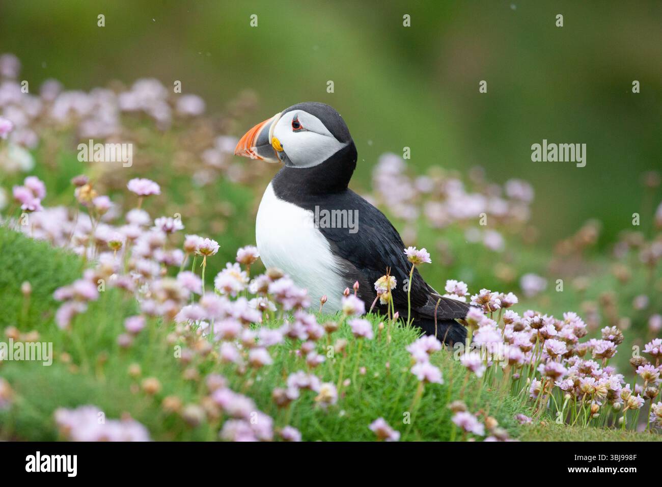 Pulcinella di mare Foto Stock