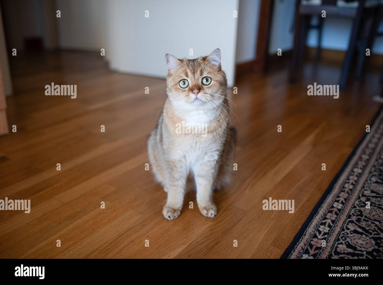 Gatto domestico soffice con occhi verdi sorprendenti, seduto su pavimento in legno in un ambiente caldo, trasuda una personalità giocosa e curiosa Foto Stock Gatto domestico soffice con occhi verdi sorprendenti, seduto su pavimento in legno in un ambiente caldo, trasuda una personalità giocosa e curiosa Foto Stock