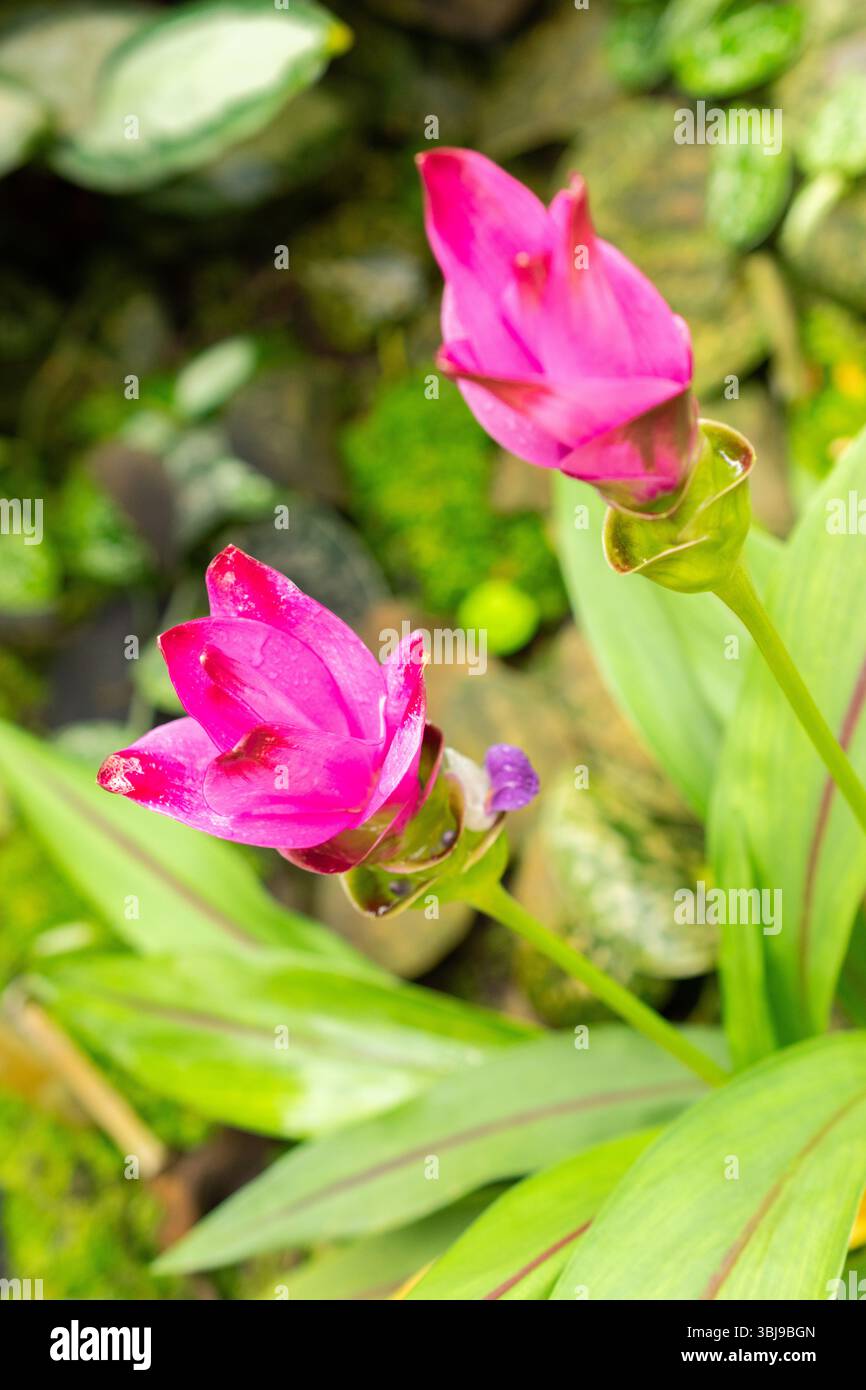 San Gallo, Svizzera, 14 luglio 2024 Curcuma Alismatifolia o fiore di tulipani siam presso il giardino botanico Foto Stock