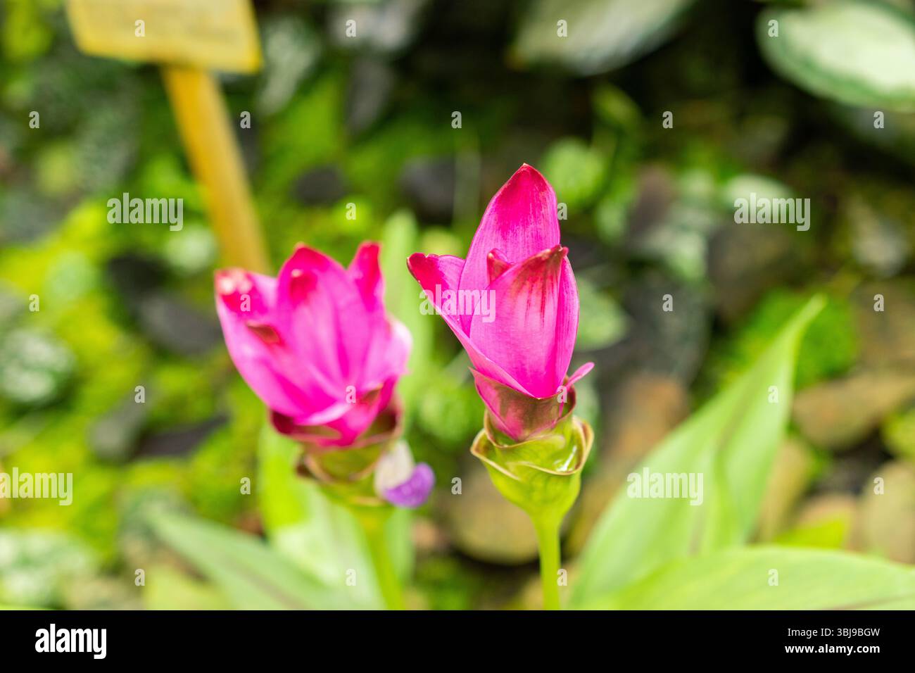 San Gallo, Svizzera, 14 luglio 2024 Curcuma Alismatifolia o fiore di tulipani siam presso il giardino botanico Foto Stock