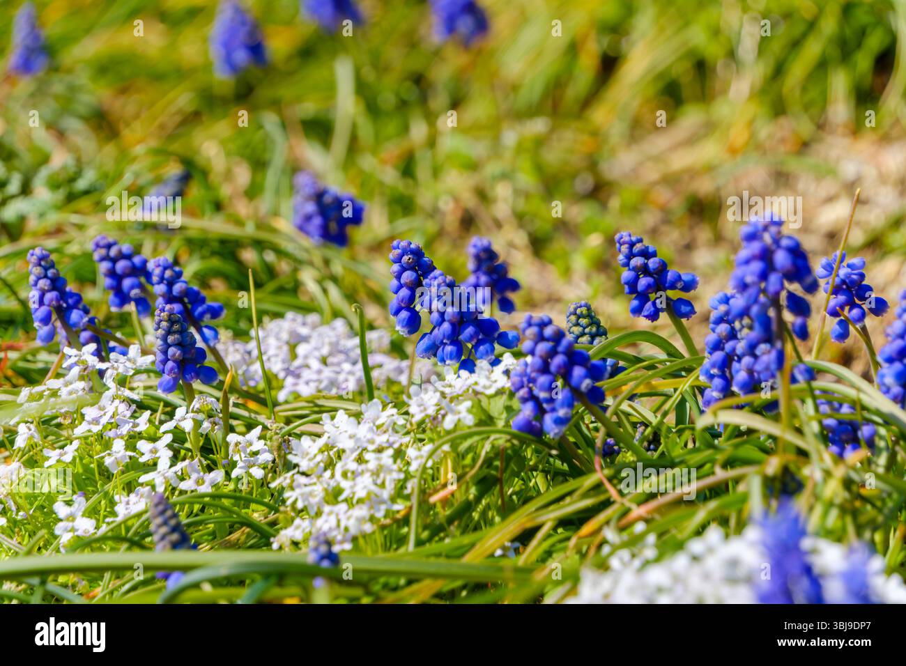 Cluster di fiori di Giacinto Blue Grape in mezzo alla copertura del suolo bianca Foto Stock