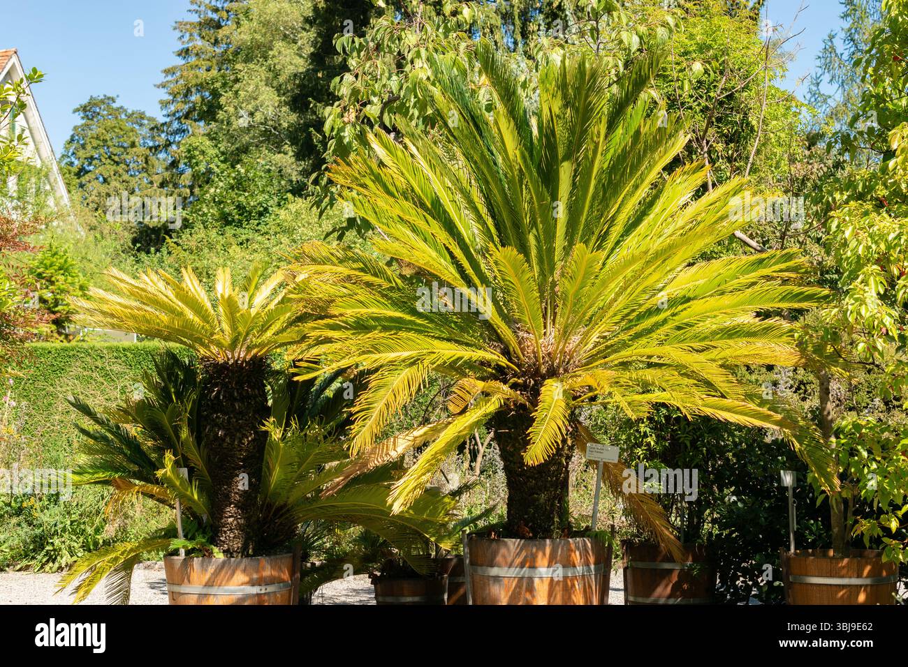 Albero Cycas Nearly Natural 2' (interno/esterno), verde, 28 Dx28 W