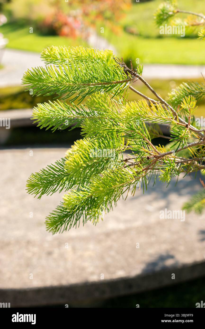 Zurigo, Svizzera, 21 settembre 2024 Calothamnus Quadrifidus o una pianta a spazzola di bottiglia su un lato presso il giardino botanico Foto Stock