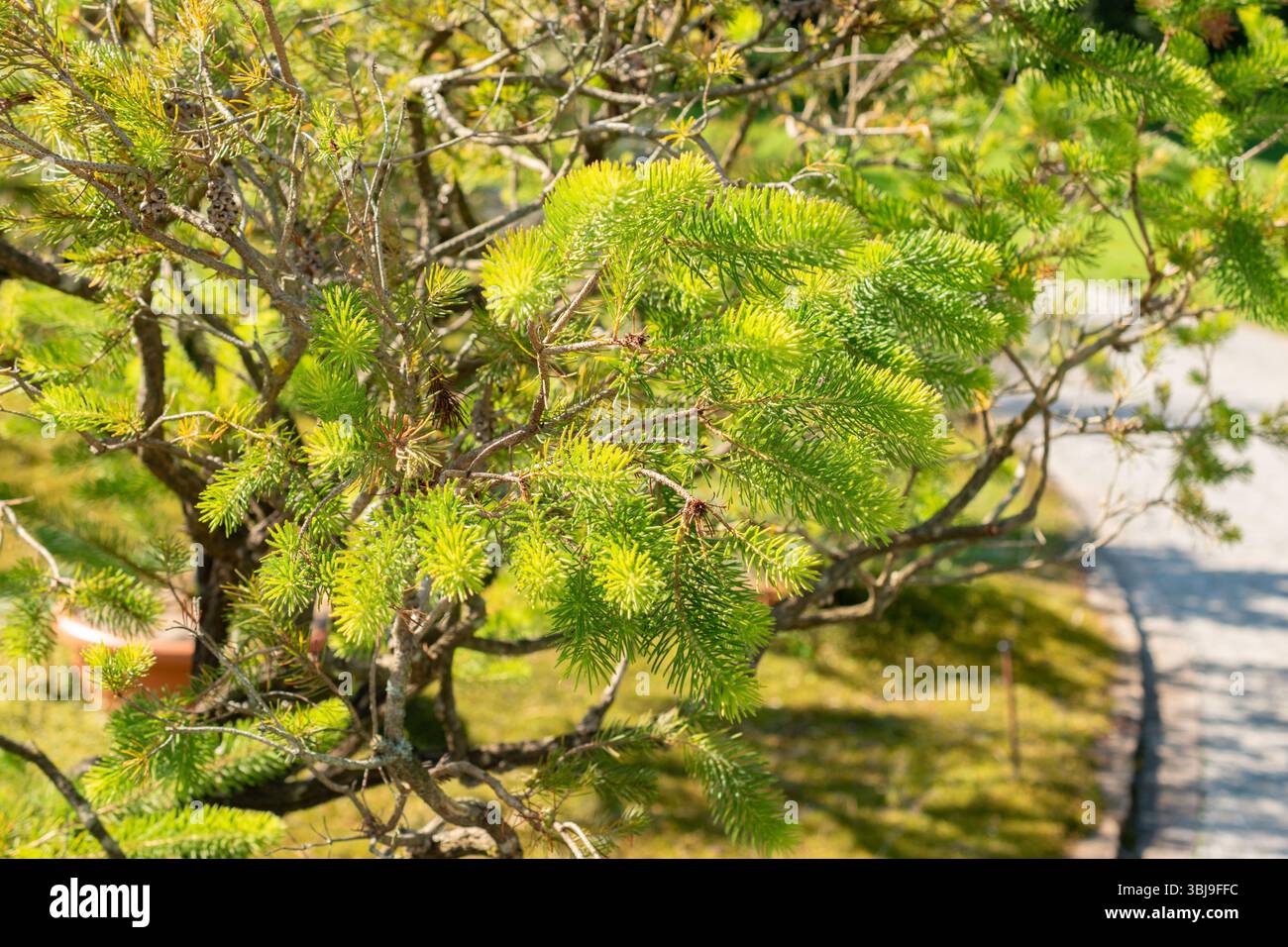 Zurigo, Svizzera, 21 settembre 2024 Calothamnus Quadrifidus o una pianta a spazzola di bottiglia su un lato presso il giardino botanico Foto Stock