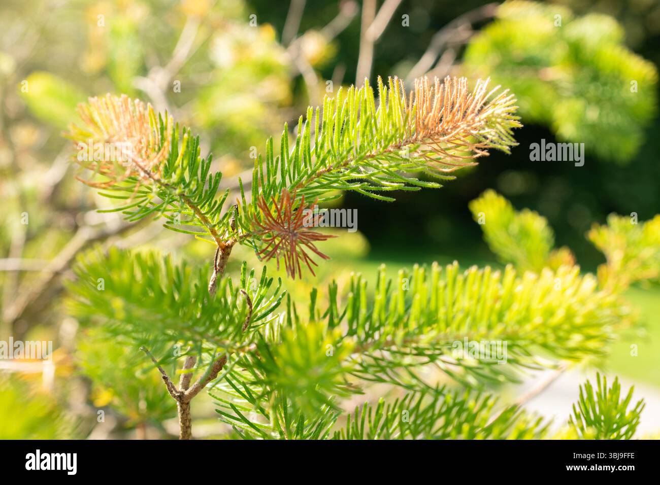 Zurigo, Svizzera, 21 settembre 2024 Calothamnus Quadrifidus o una pianta a spazzola di bottiglia su un lato presso il giardino botanico Foto Stock