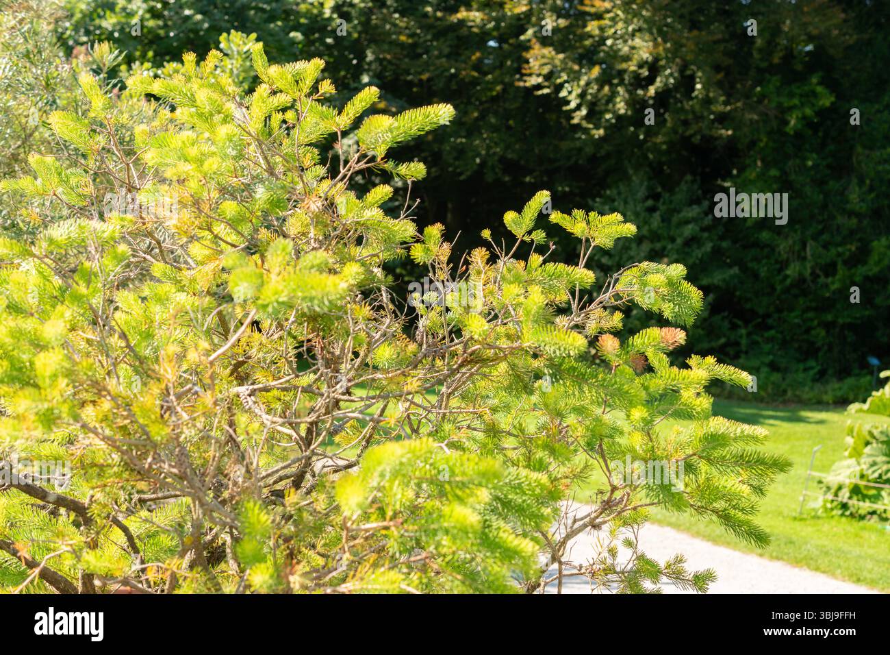 Zurigo, Svizzera, 21 settembre 2024 Calothamnus Quadrifidus o una pianta a spazzola di bottiglia su un lato presso il giardino botanico Foto Stock