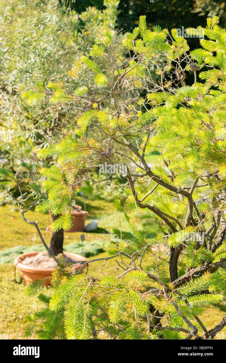 Zurigo, Svizzera, 21 settembre 2024 Calothamnus Quadrifidus o una pianta a spazzola di bottiglia su un lato presso il giardino botanico Foto Stock