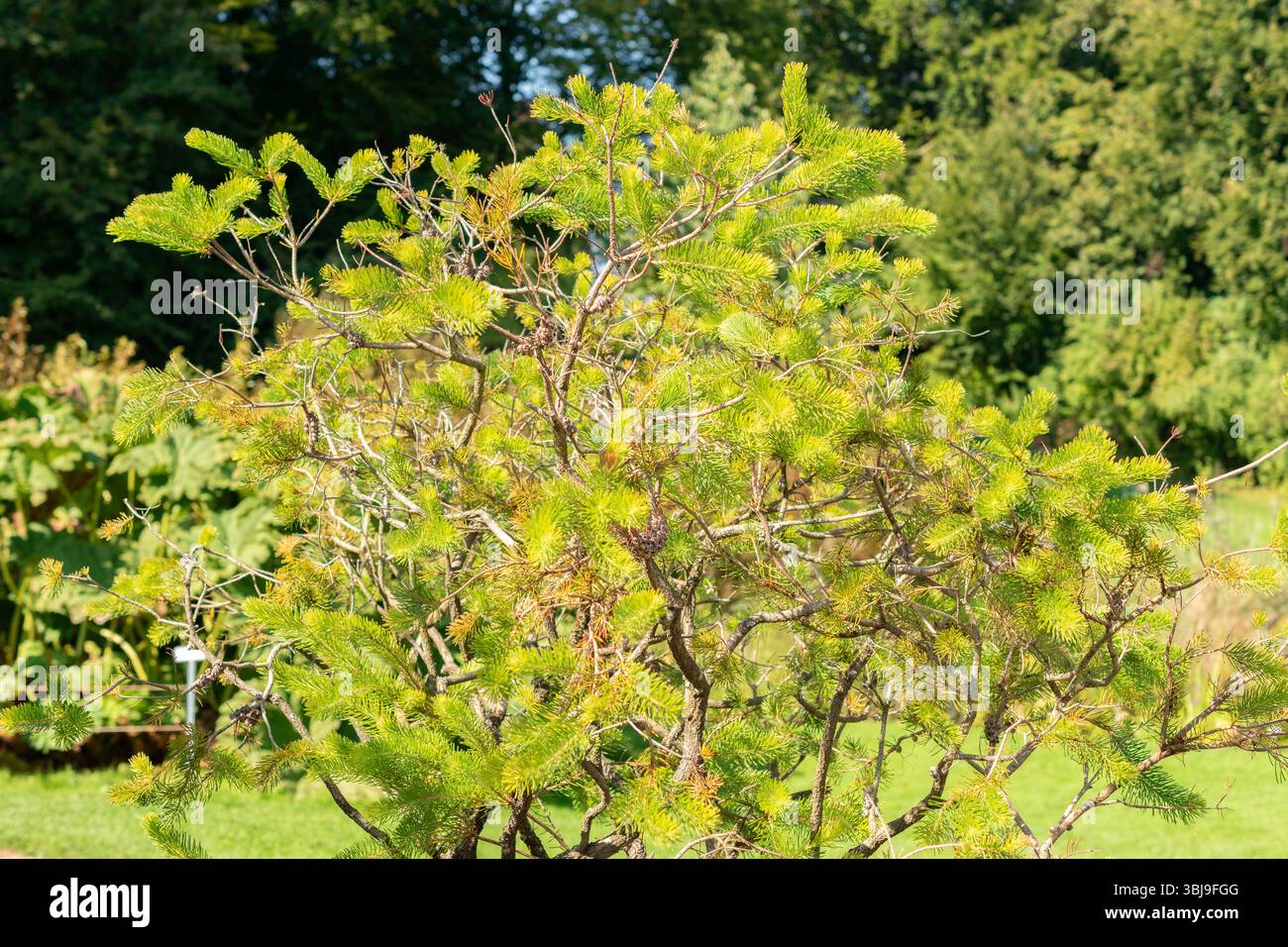 Zurigo, Svizzera, 21 settembre 2024 Calothamnus Quadrifidus o una pianta a spazzola di bottiglia su un lato presso il giardino botanico Foto Stock