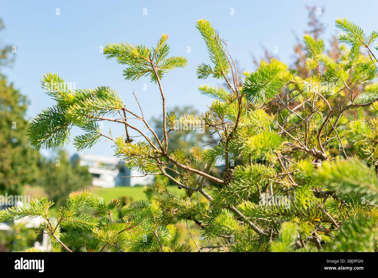 Zurigo, Svizzera, 21 settembre 2024 Calothamnus Quadrifidus o una pianta a spazzola di bottiglia su un lato presso il giardino botanico Foto Stock