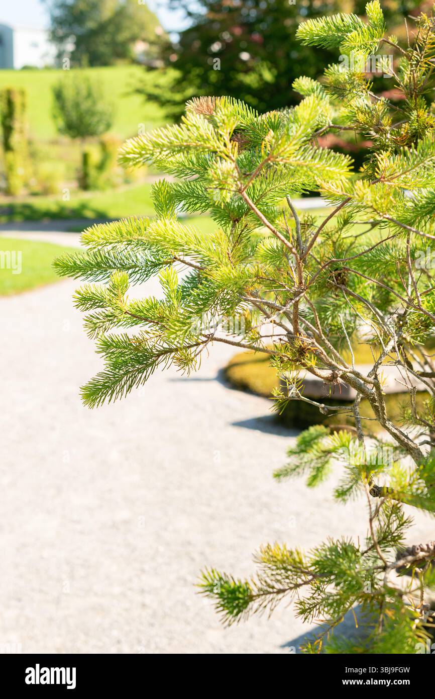 Zurigo, Svizzera, 21 settembre 2024 Calothamnus Quadrifidus o una pianta a spazzola di bottiglia su un lato presso il giardino botanico Foto Stock