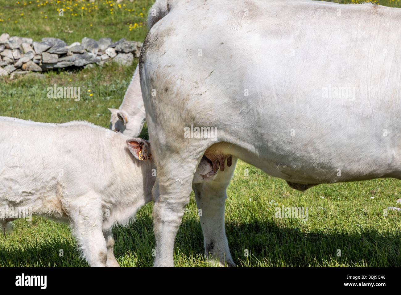 Veau de race Charolaise tétant sa mère, Francia, Cotentin, printemps Foto Stock