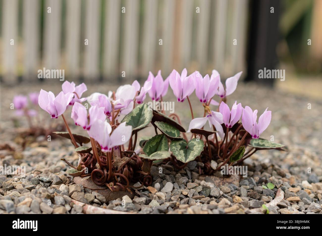 San Gallo, Svizzera, 19 ottobre 2024 pianta Cyclamen Cilicium presso il giardino botanico Foto Stock