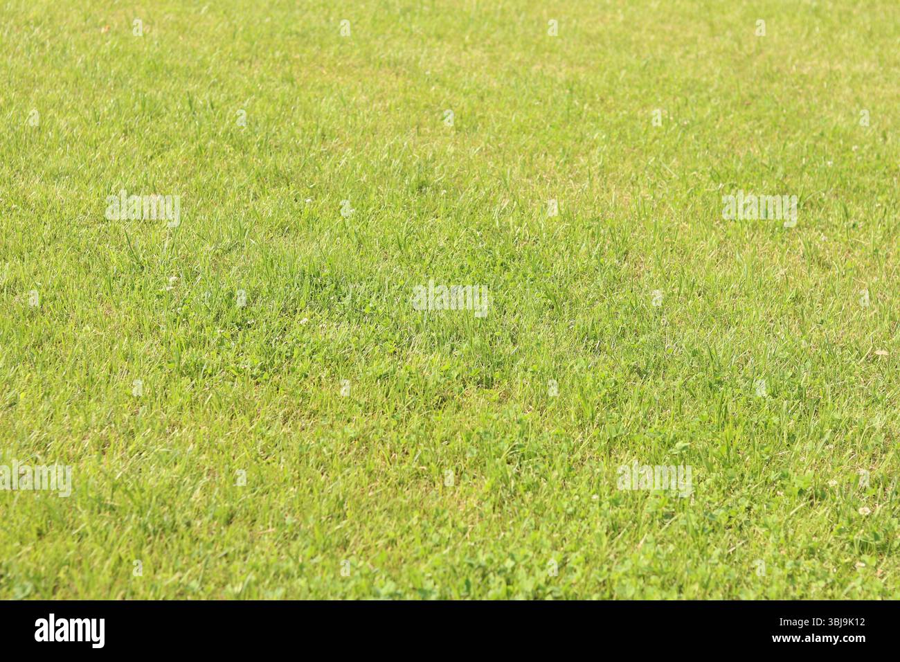 Erba verde sul prato. Erba con messa a fuoco selettiva. Sfondo naturale. Prato con erba tagliata. Sfondo estivo. Vegetazione rifilata sul prato Foto Stock