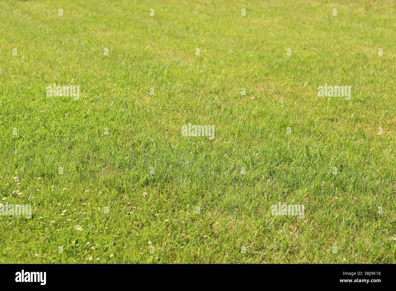 Erba verde sul prato. Erba con messa a fuoco selettiva. Sfondo naturale. Prato con erba tagliata. Sfondo estivo. Vegetazione rifilata sul prato Foto Stock