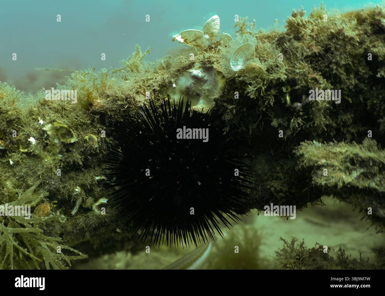 Un Urchin del Mar Viola (Paracentrotus lividus) a Tarragona, Spagna Foto Stock