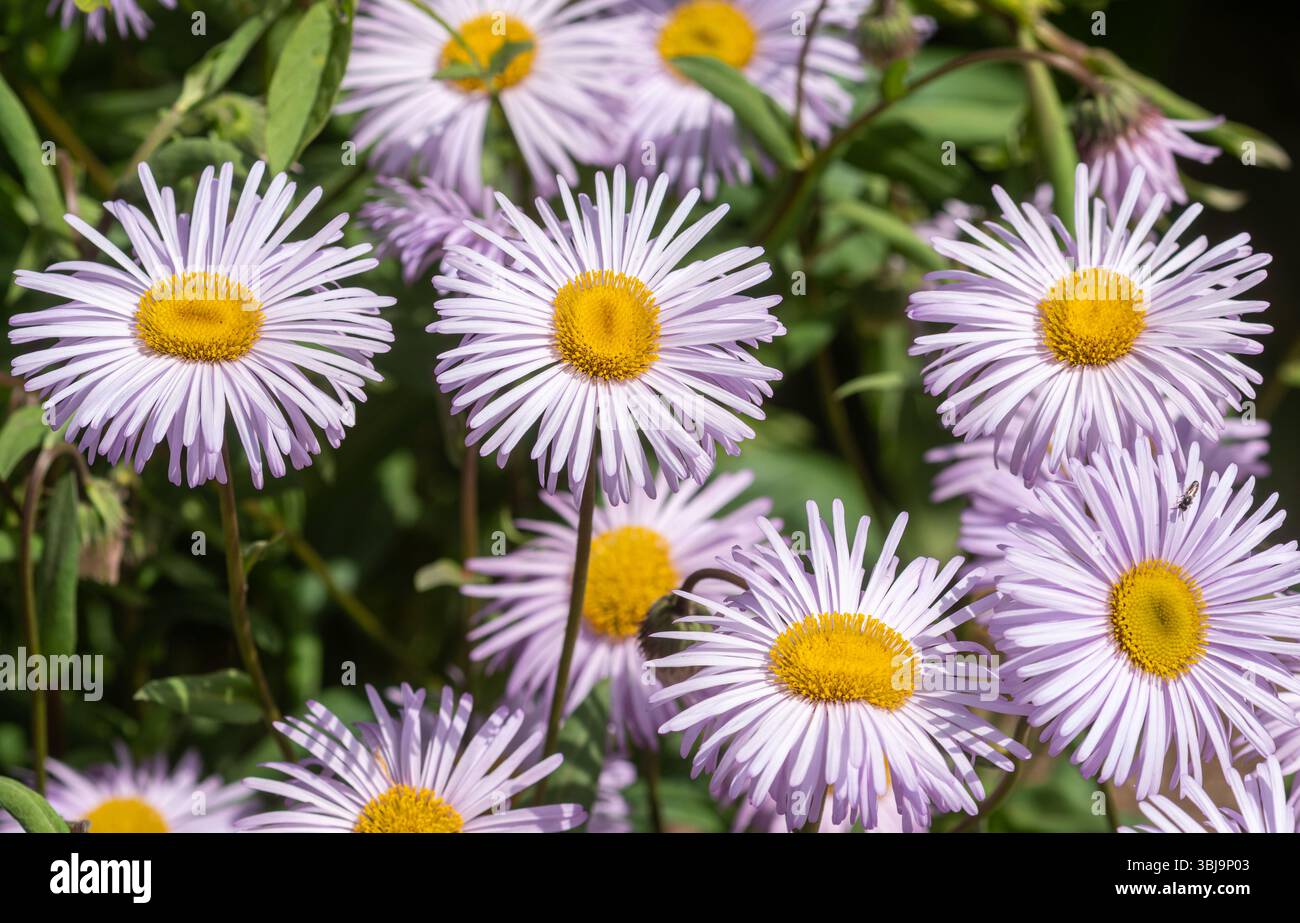 Erigeron 'Quakeress' fiori rosa pallido con centro giallo, chiamato anche fleabane 'Quakeress', una pianta perenne che forma agglomerati, Inghilterra, Regno Unito, in estate Foto Stock