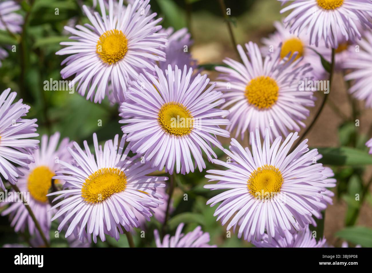 Erigeron 'Quakeress' fiori rosa pallido con centro giallo, chiamato anche fleabane 'Quakeress', una pianta perenne che forma agglomerati, Inghilterra, Regno Unito, in estate Foto Stock
