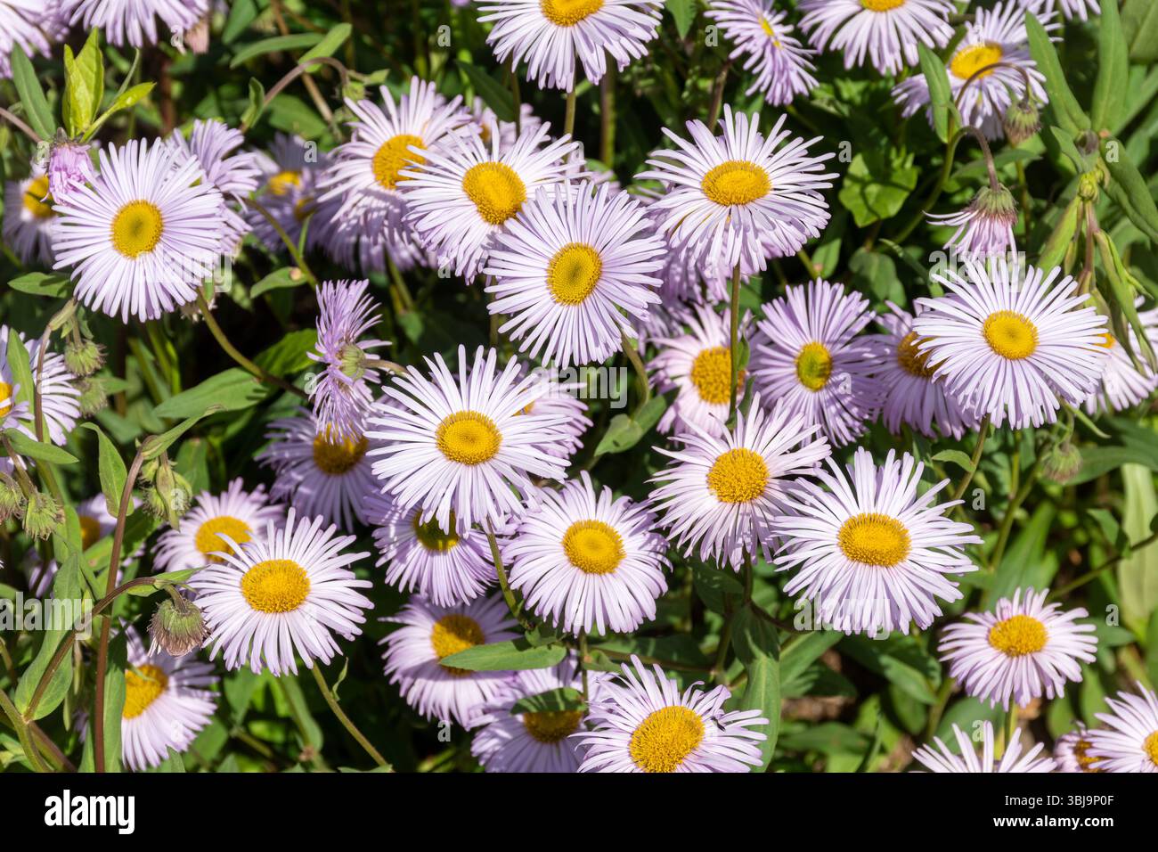Erigeron 'Quakeress' fiori rosa pallido con centro giallo, chiamato anche fleabane 'Quakeress', una pianta perenne che forma agglomerati, Inghilterra, Regno Unito, in estate Foto Stock