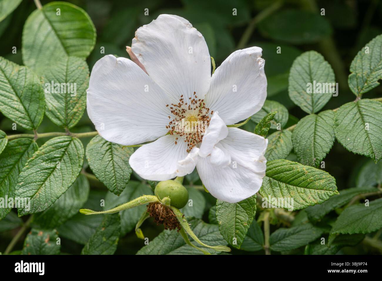Rosa rugosa 'Alba', la rosa giapponese bianca, fiorita in giugno o in estate, Inghilterra, Regno Unito Foto Stock