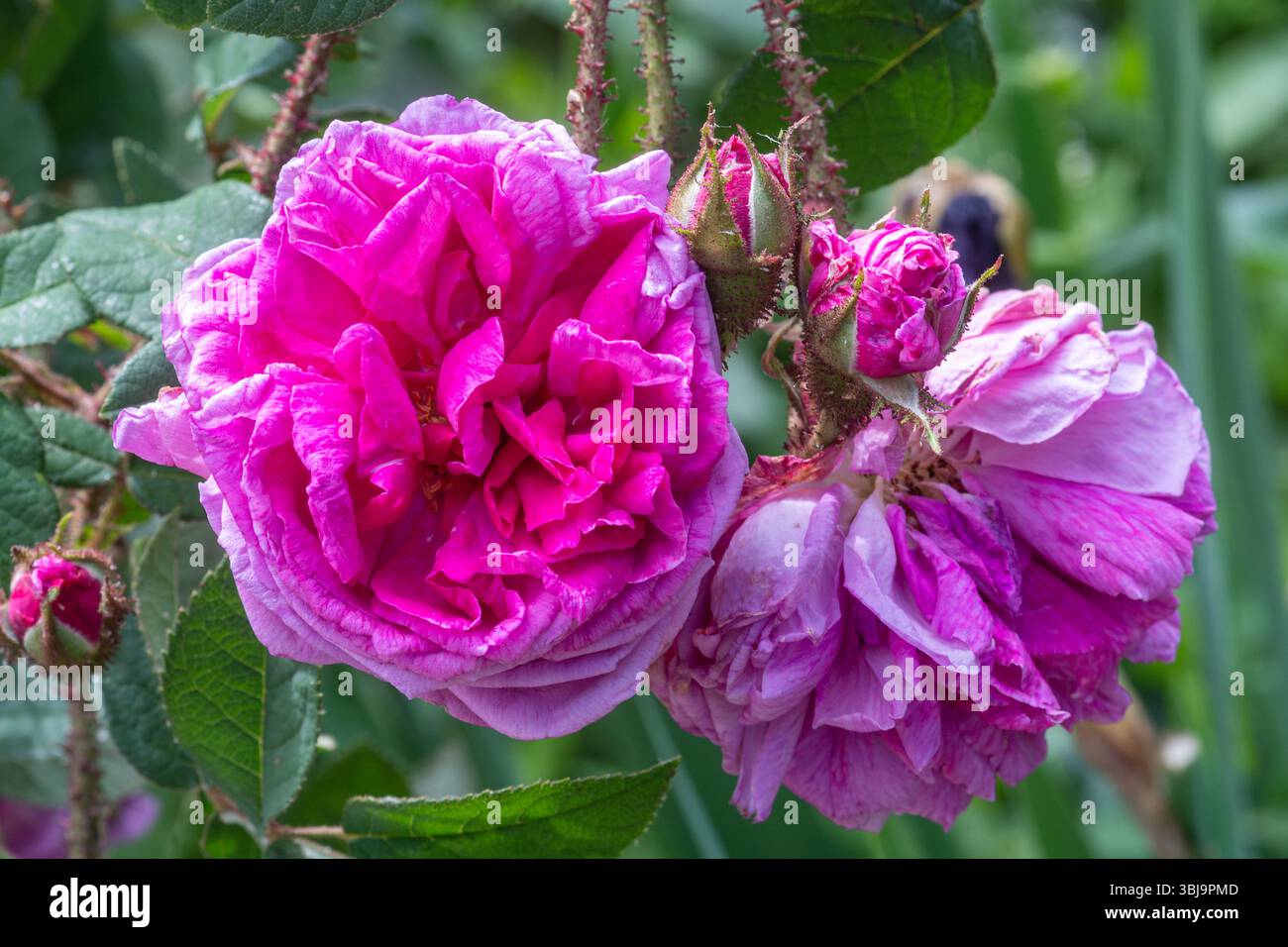 Rosa "Louis Gimard", fiori o fiori rosa profondi durante giugno o estate, Inghilterra, Regno Unito Foto Stock