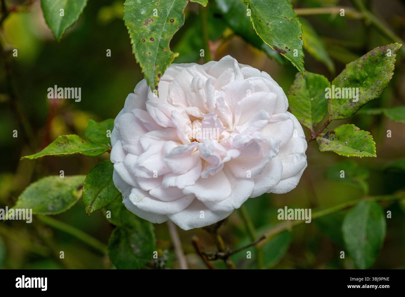 Rosa cinese "Hume's Blush Tea-Sented China", fragrante rosa polpa che fiorisce su una vecchia varietà di rose da tè, fiorita a giugno, Inghilterra, Regno Unito Foto Stock