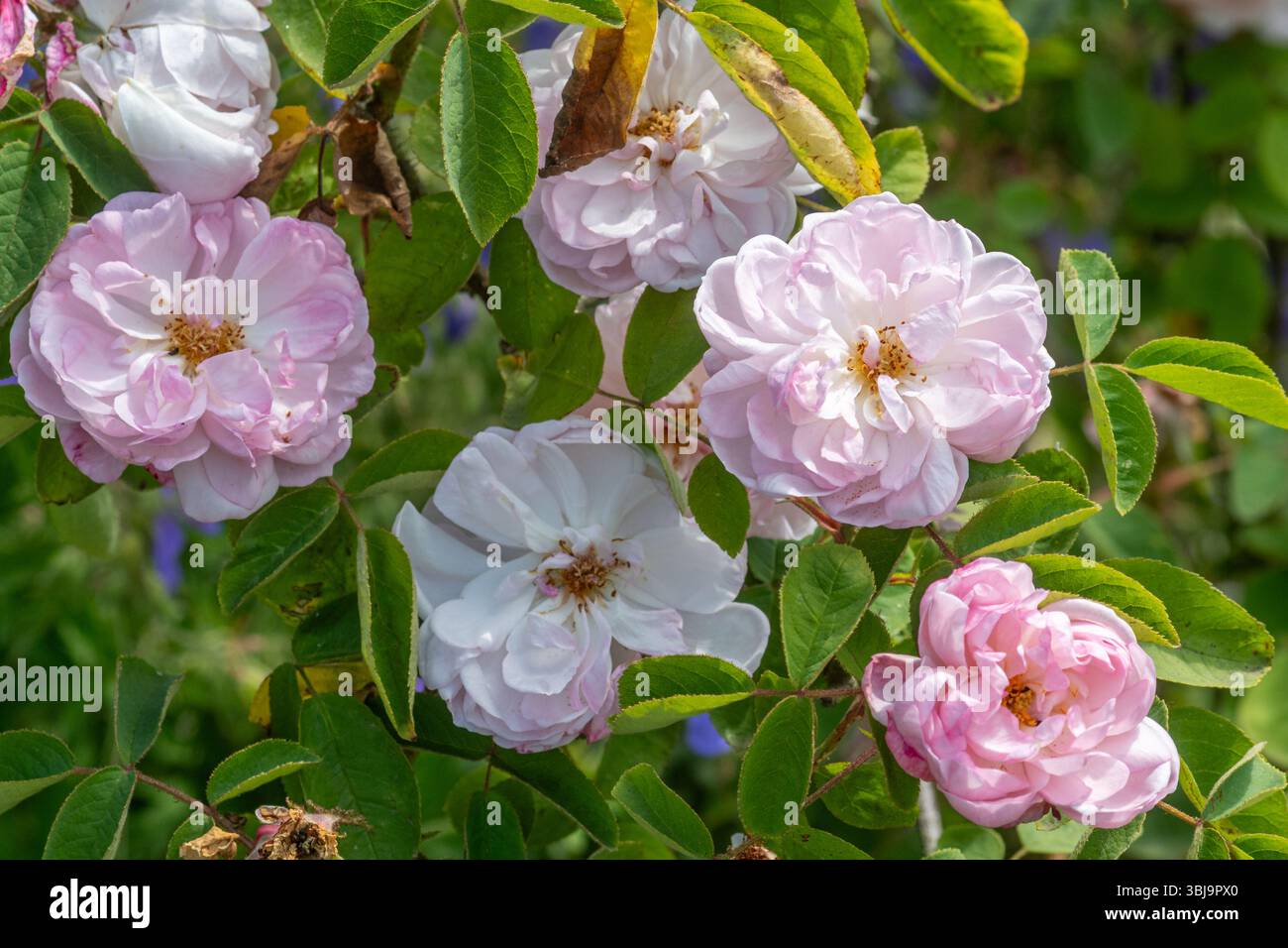 Rosa "Mousseline", vecchia rosa di muschio con fiori rosa tenui, fiori profumati, fioritura a giugno o in estate, Inghilterra, Regno Unito Foto Stock