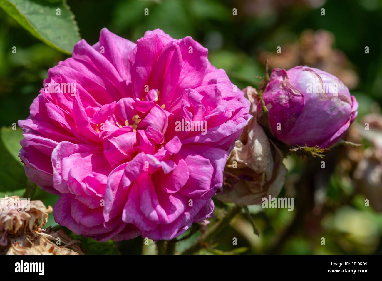 Rosa "Salet", una rosa profumata con doppi fiori rosa, fiorita a giugno o in estate, Inghilterra, Regno Unito Foto Stock