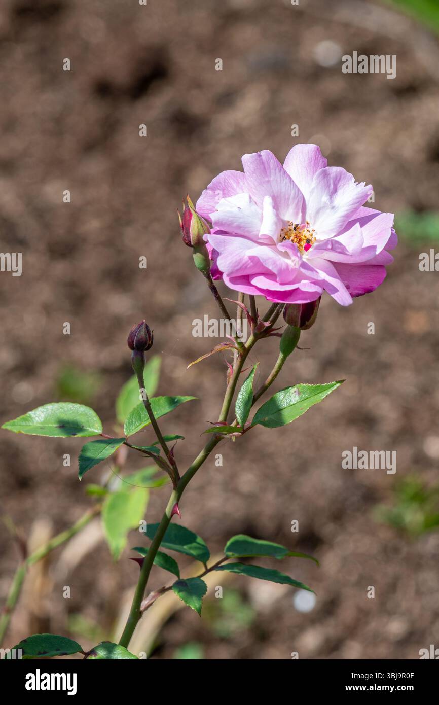 Rosa "Old Blush", rosa con semi-doppi fiori rosa tenue che fioriscono a giugno, Inghilterra, Regno Unito Foto Stock