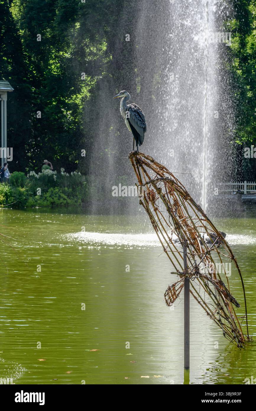 heron su struttura metallica nelle acque dello stagno del parco urbano con un grande guscio sullo sfondo. Girato alla luce della primavera a Ludwisgburg, Baden Wuttenberg, Ger Foto Stock