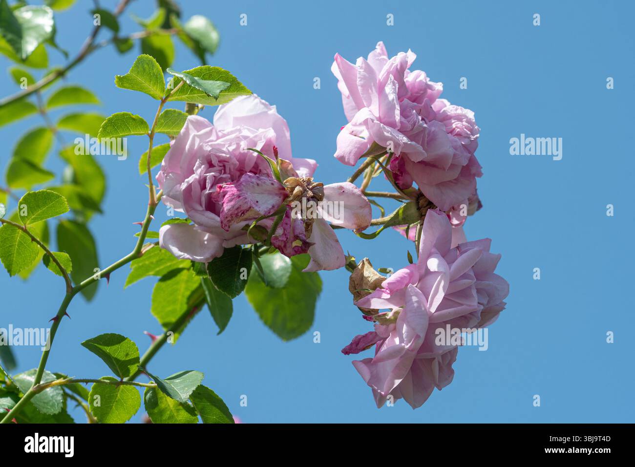 Rosa "May Queen", una rosa sgargiante con fragranti fiori rosa rosa semi-doppi, fioritura a giugno o in estate, Inghilterra, Regno Unito Foto Stock