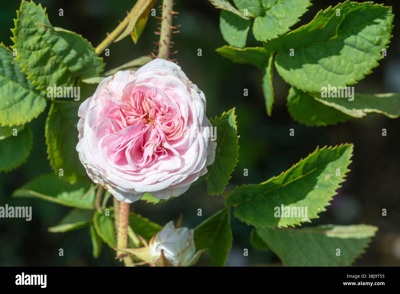 Rosa "Felicite Parmentier", una rosa arbustiva con doppia fioritura in ammassi di rosa pallido in fiore a giugno, Inghilterra, Regno Unito Foto Stock