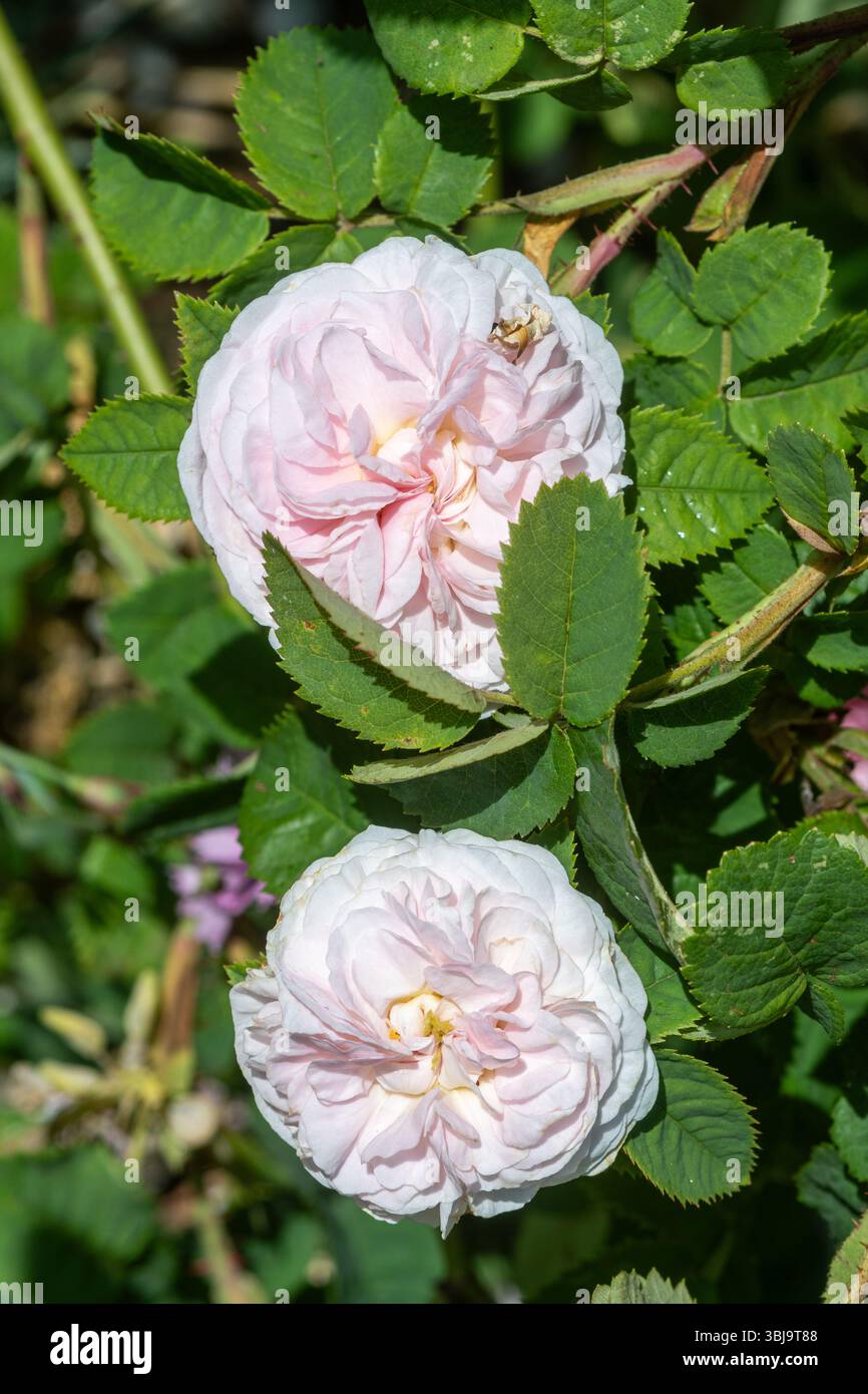 Rosa "Felicite Parmentier", una rosa arbustiva con doppia fioritura in ammassi di rosa pallido in fiore a giugno, Inghilterra, Regno Unito Foto Stock